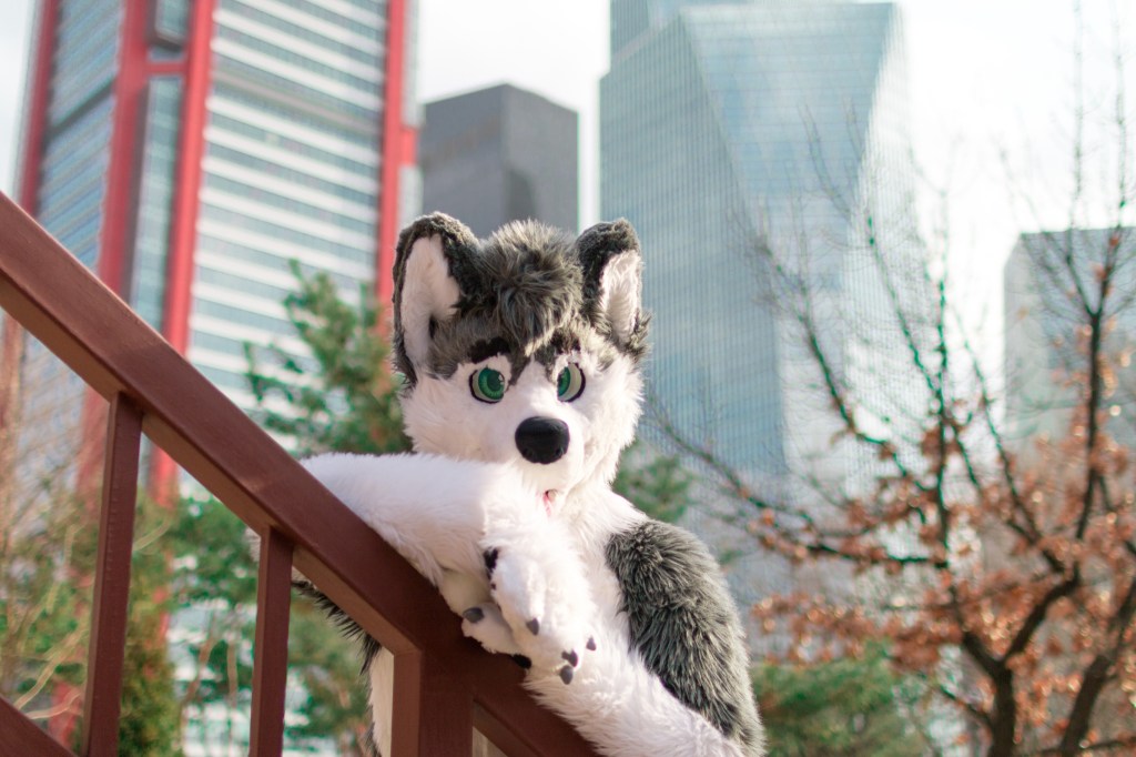 This is the main title image of the site, containing the picture of Fletcher the Husky.